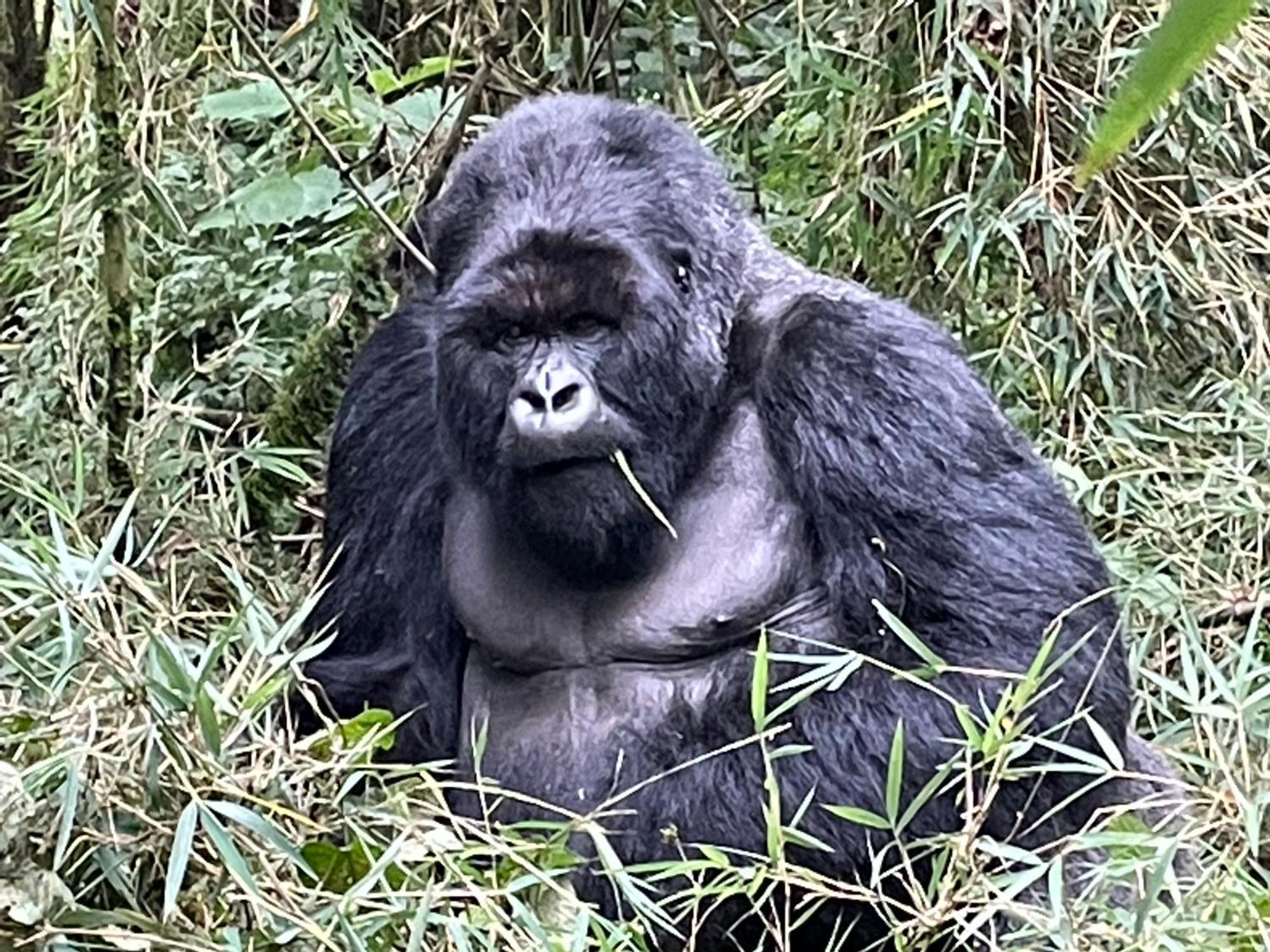 Le Bambou Gorilla Lodge Kinigi Экстерьер фото